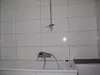 Bad