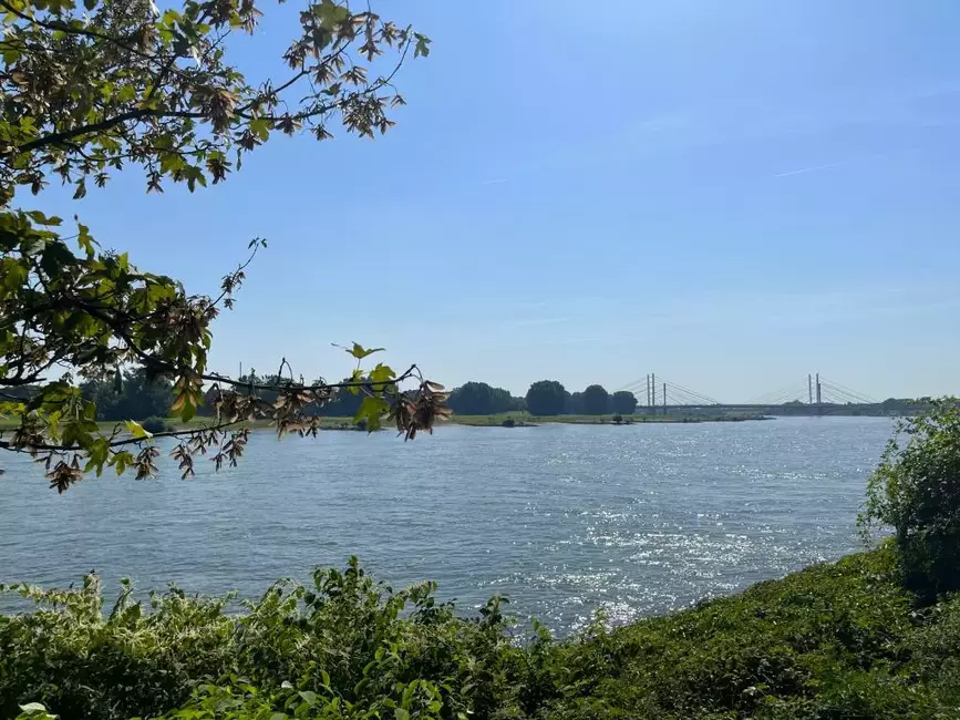 Rheinblick